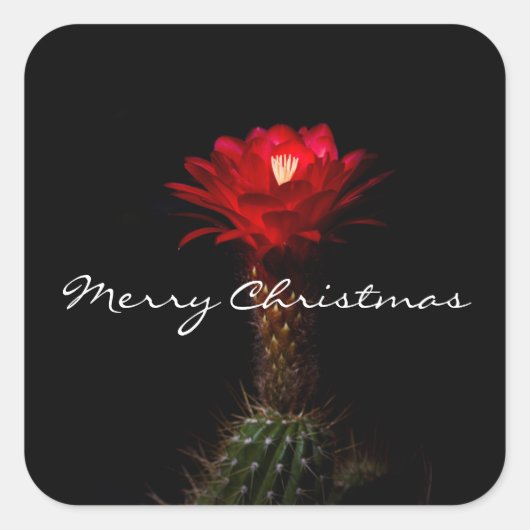 赤い松明サボテンの花、メリークリスマス スクエアシール (正面)