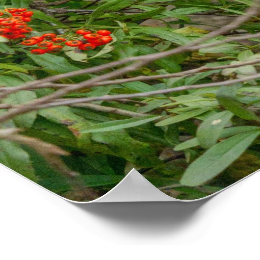 赤い果実が漂うメガネベア ポスター (角)