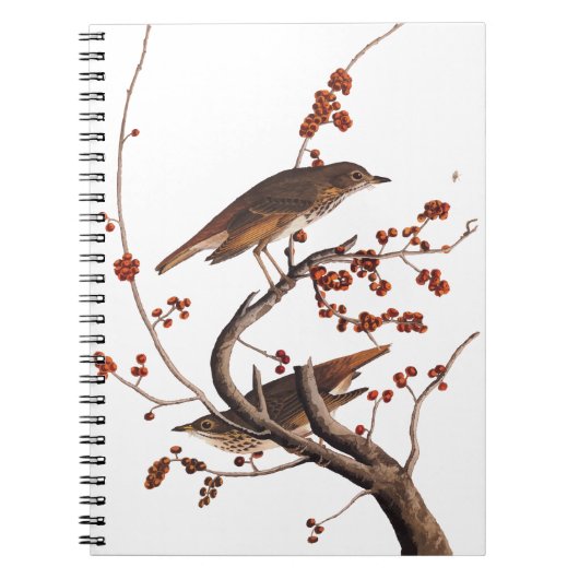 赤い果実を持つHermit Thrush Audubon Bird ノートブック (正面)