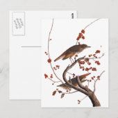 赤い果実を持つHermit Thrush Audubon Bird ポストカード (正面/裏面)