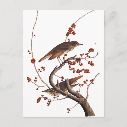 赤い果実を持つHermit Thrush Audubon Bird ポストカード (正面)