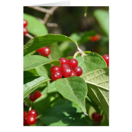 赤い果実メリークリスマス (正面)