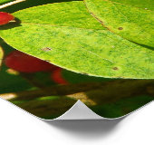 赤い果実 ポスター (角)