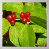 赤い果実 ポスター (正面)