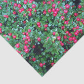 赤い果実 薄葉紙 (詳細)