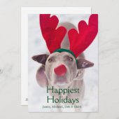 赤い枝角のヘッドバンドを身に着けているWeimaraner大人の犬 シーズンカード (正面/裏面)