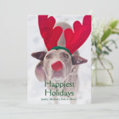 赤い枝角のヘッドバンドを身に着けているWeimaraner大人の犬 シーズンカード (スタンド正面)