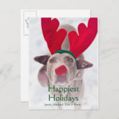 赤い枝角のヘッドバンドを身に着けているWeimaraner大人の犬 シーズンポストカード (正面/裏面)