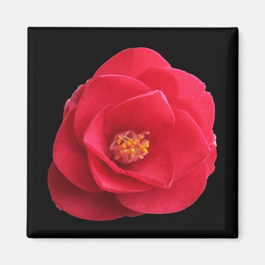 赤い椿の花 マグネット (正面)