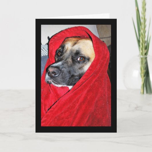 赤い毛布に包まれた犬の肖像画 カード (正面)