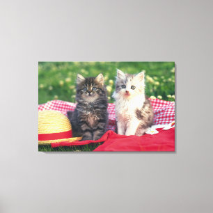 赤い毛布に座っている子猫たち キャンバスプリント