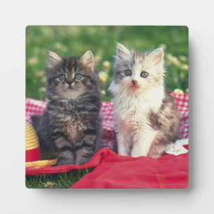 赤い毛布に座っている子猫たち フォトプラーク