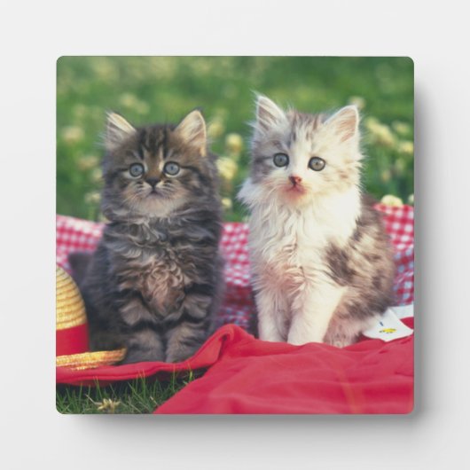 赤い毛布に座っている子猫たち フォトプラーク (正面)