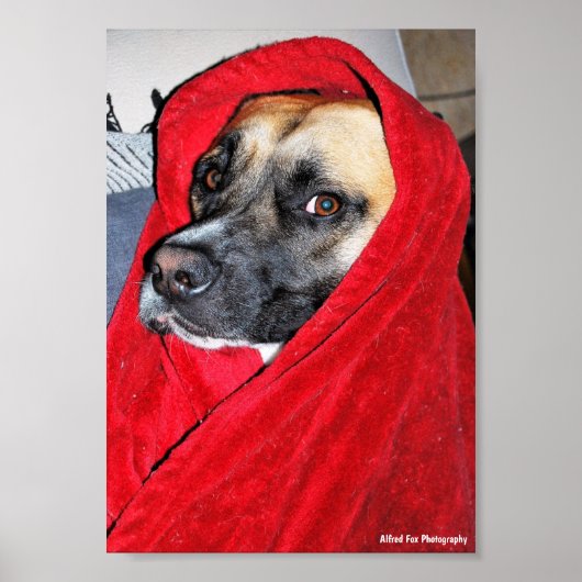 赤い毛布の犬の肖像画 ポスター (正面)