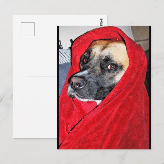 赤い毛布の犬の肖像画 ポストカード (正面/裏面)