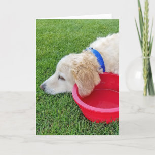 赤い水鉢を持って早く良い犬を飼う カード
