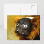 赤い波紋のざわめき葉書 ポストカード (正面/裏面)