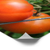 赤い熟した庭のトマトのつる植物抽象芸術 ポスター (角)