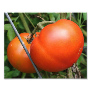 赤い熟した庭のトマトのつる植物8x10 フォトプリント           