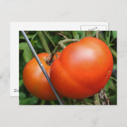 赤い熟した庭トマト自然写真はがき ポストカード (正面/裏面)