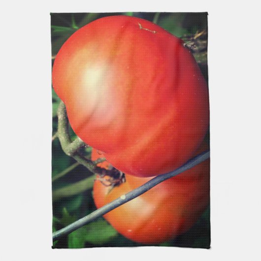 赤い熟した庭用トマトオンザつる植物 キッチンタオル (縦)