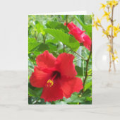 赤い熱帯ハイビスカスの写真はaで開花します カード (黄色い花)
