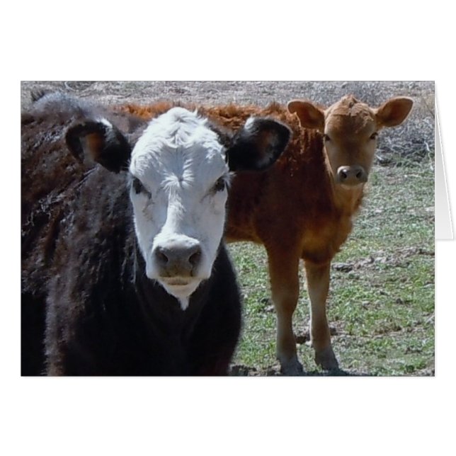 赤い牛、黒く及び白い牛-ブランク (正面横)