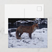 赤い狐が雪の白い冬の野生の自然の中で ポストカード (正面/裏面)