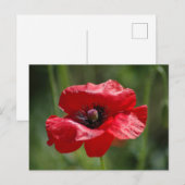 赤い独身のケシ ポストカード (正面/裏面)