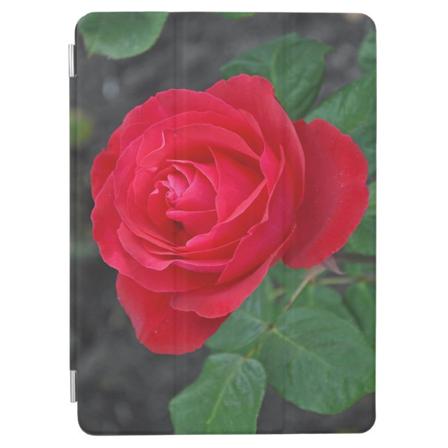 赤い独身のバラ iPad AIR カバー (正面)