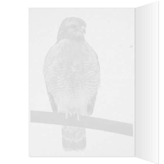 赤い猫背のタカ (内側 (左))