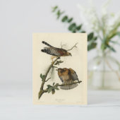 赤い猫背のタカ – オードボンのアメリカの鳥 ポストカード (スタンド正面)