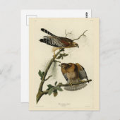 赤い猫背のタカ – オードボンのアメリカの鳥 ポストカード (正面/裏面)