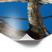 赤い猫背のタカ フォトプリント            (角)