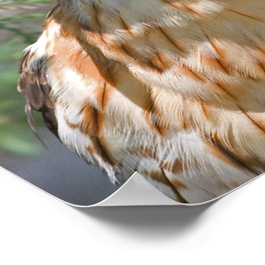 赤い猫背のタカ ポスター (角)