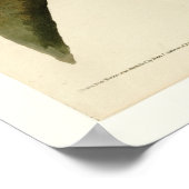 赤い猫背のタカ ポスター (角)