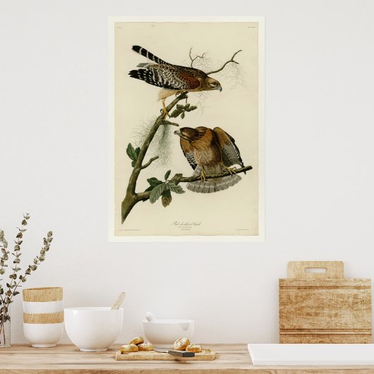 赤い猫背のタカ ポスター (キッチン)