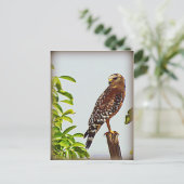 赤い猫背のタカ ポストカード (スタンド正面)