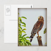 赤い猫背のタカ ポストカード (正面/裏面)