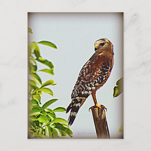 赤い猫背のタカ ポストカード (正面)