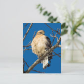 赤い猫背のタカ ポストカード (スタンド正面)