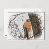 赤い猫背のタカ ポストカード (正面/裏面)