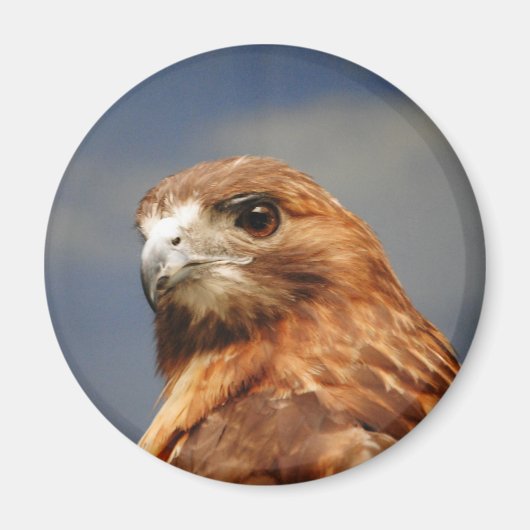 赤い猫背のタカ マグネット (正面)