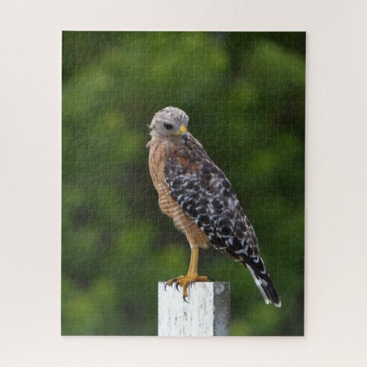 赤い猫背のタカ（緑の背景あり） ジグソーパズル (縦)