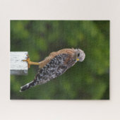 赤い猫背のタカ（緑の背景あり） ジグソーパズル (横)