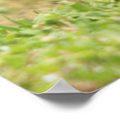 赤い猫背の鷹のポスター ポスター (角)