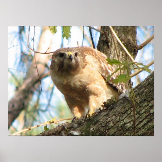 赤い猫背の鷹のポスター ポスター (正面)