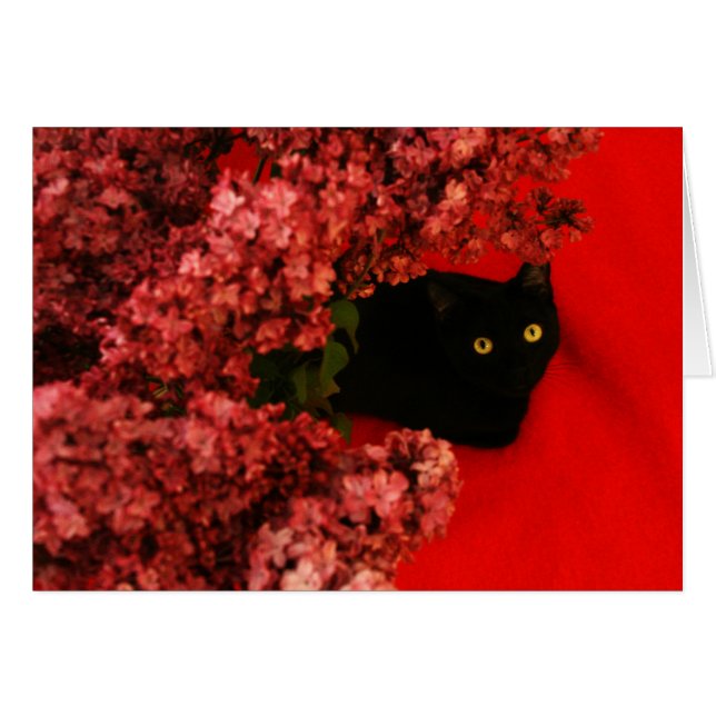 赤い猫 (正面横)