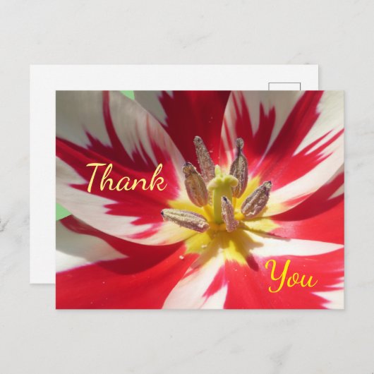 赤い白いチューリップのクローズアップ サンクス ポストカード (正面/裏面)