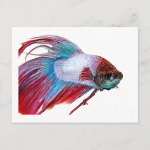 赤い白と青（白い背景の魚） ポストカード